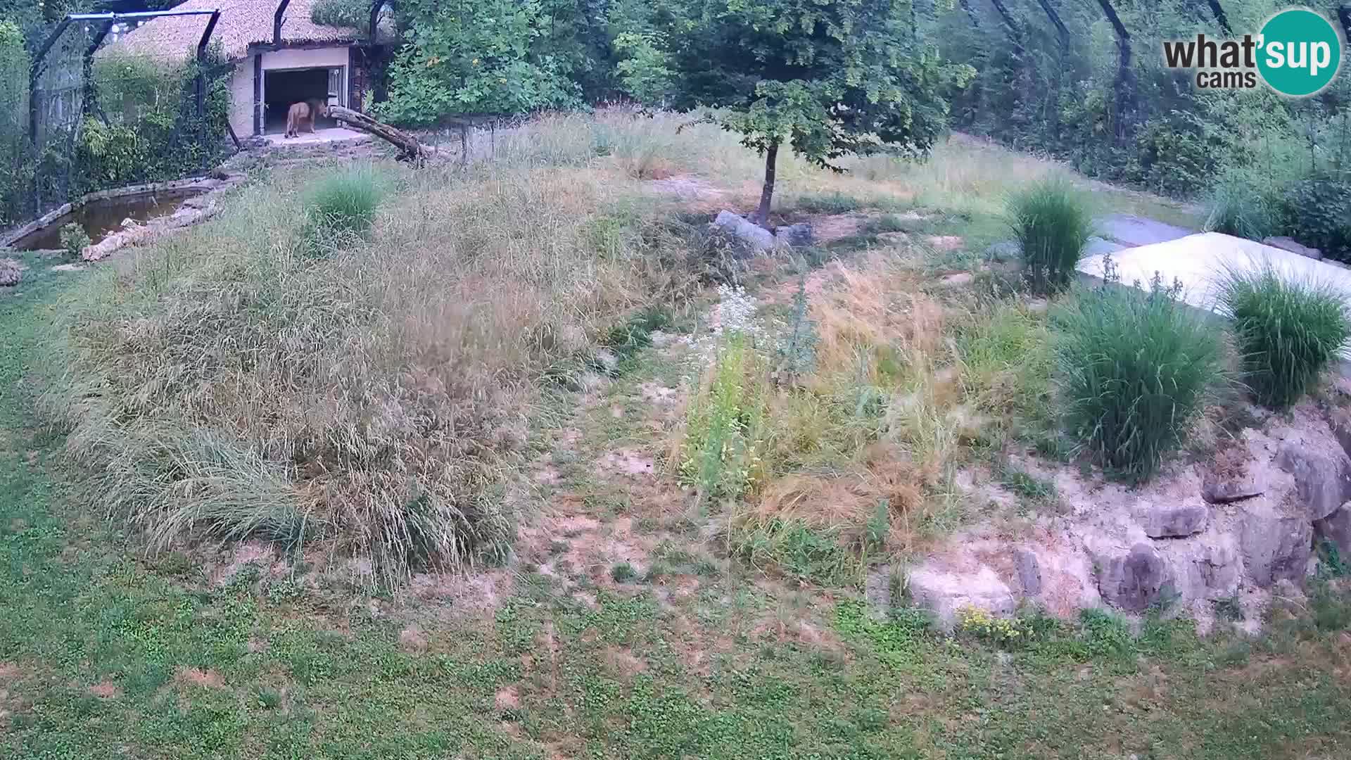 Zoo Lubiana live webcam Leoni