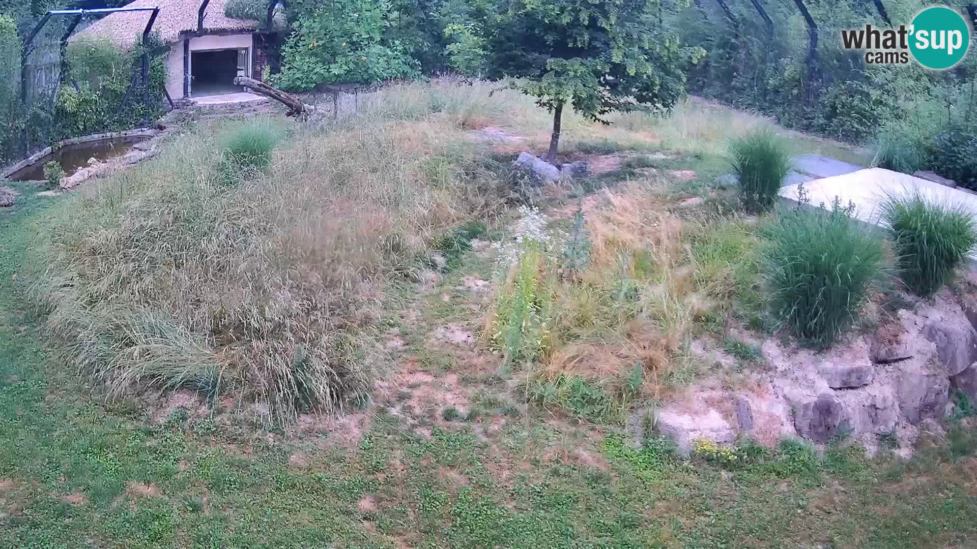 Zoo Ljubljana web kamera Lavovi