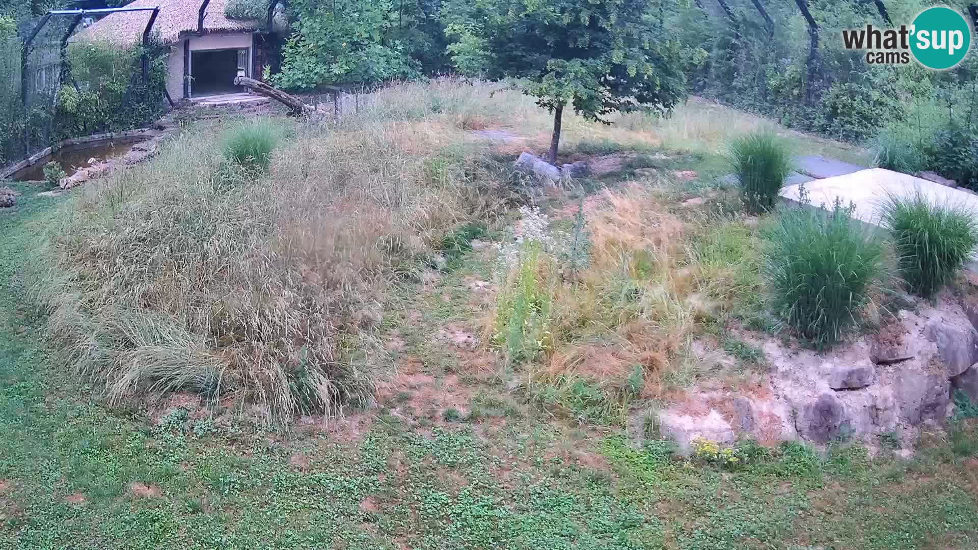 Ljubljana Zoo webcam Lion