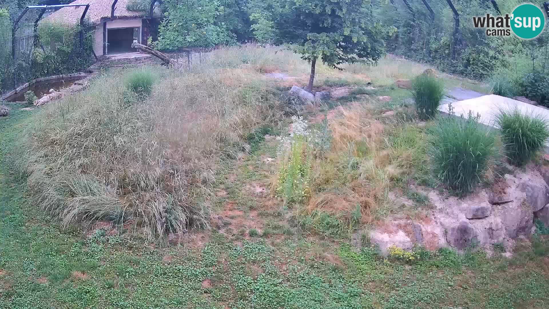 Zoo Ljubljana camera en vivo Leones