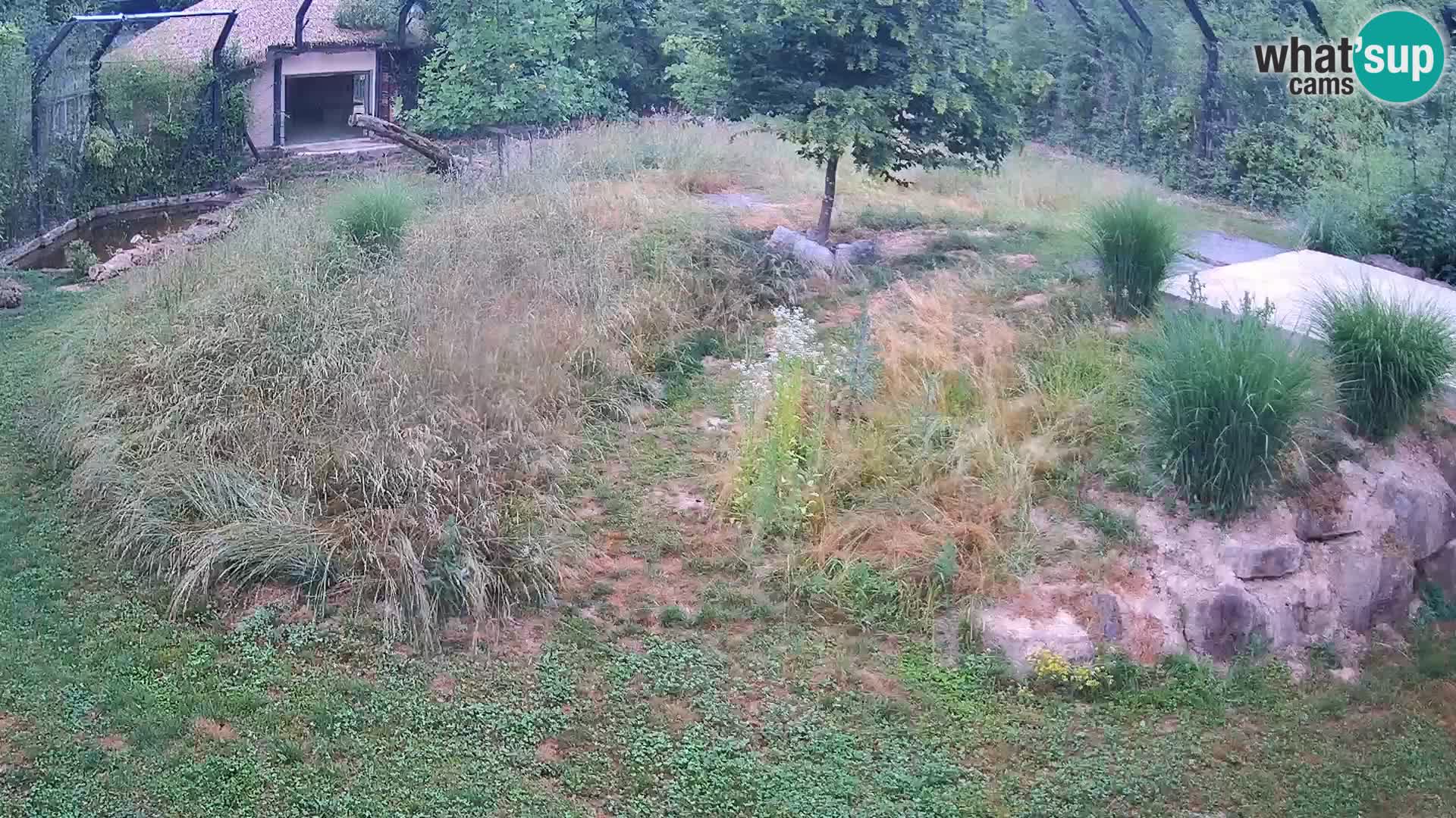 Zoo Ljubljana camera en vivo Leones