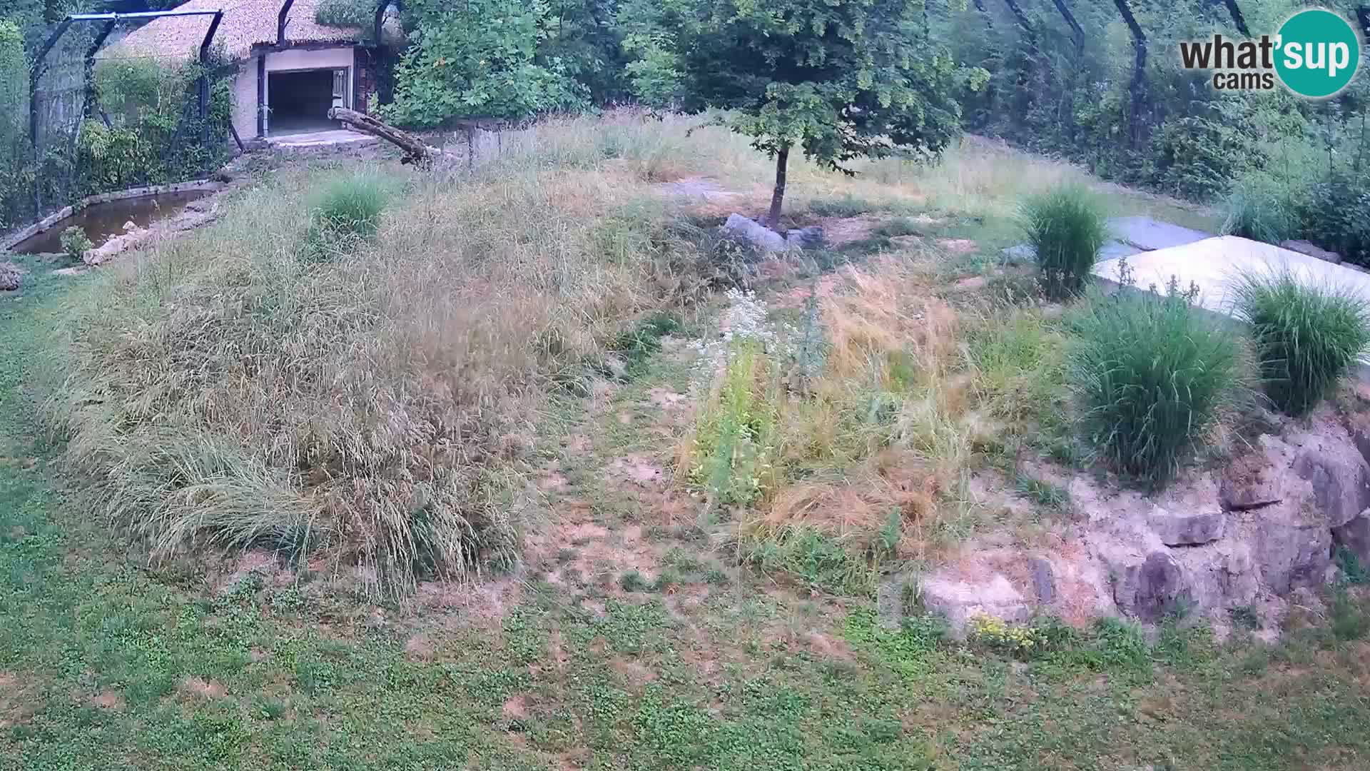 Zoo Ljubljana webcam Löwen