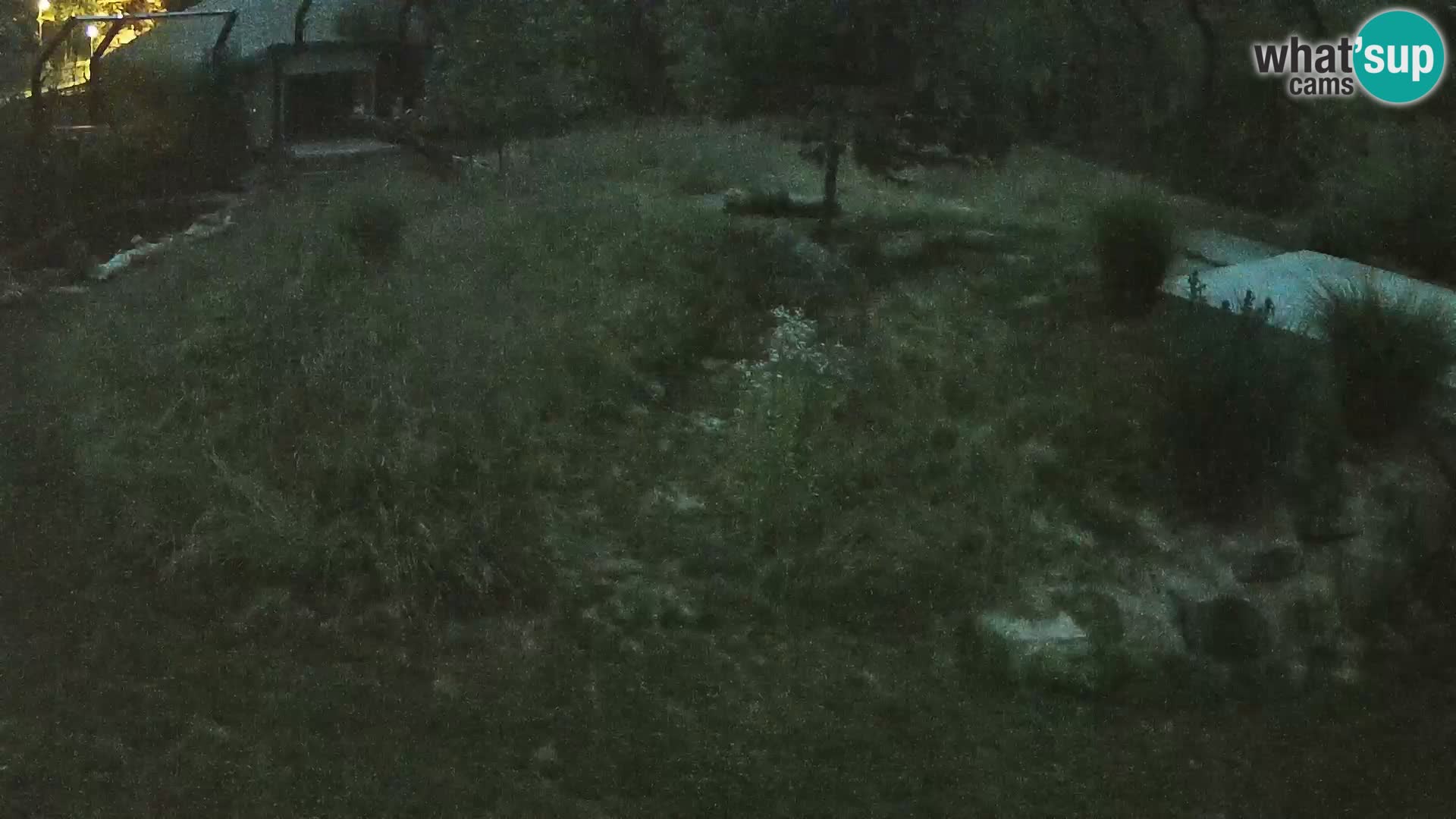 Zoo Lubiana live webcam Leoni