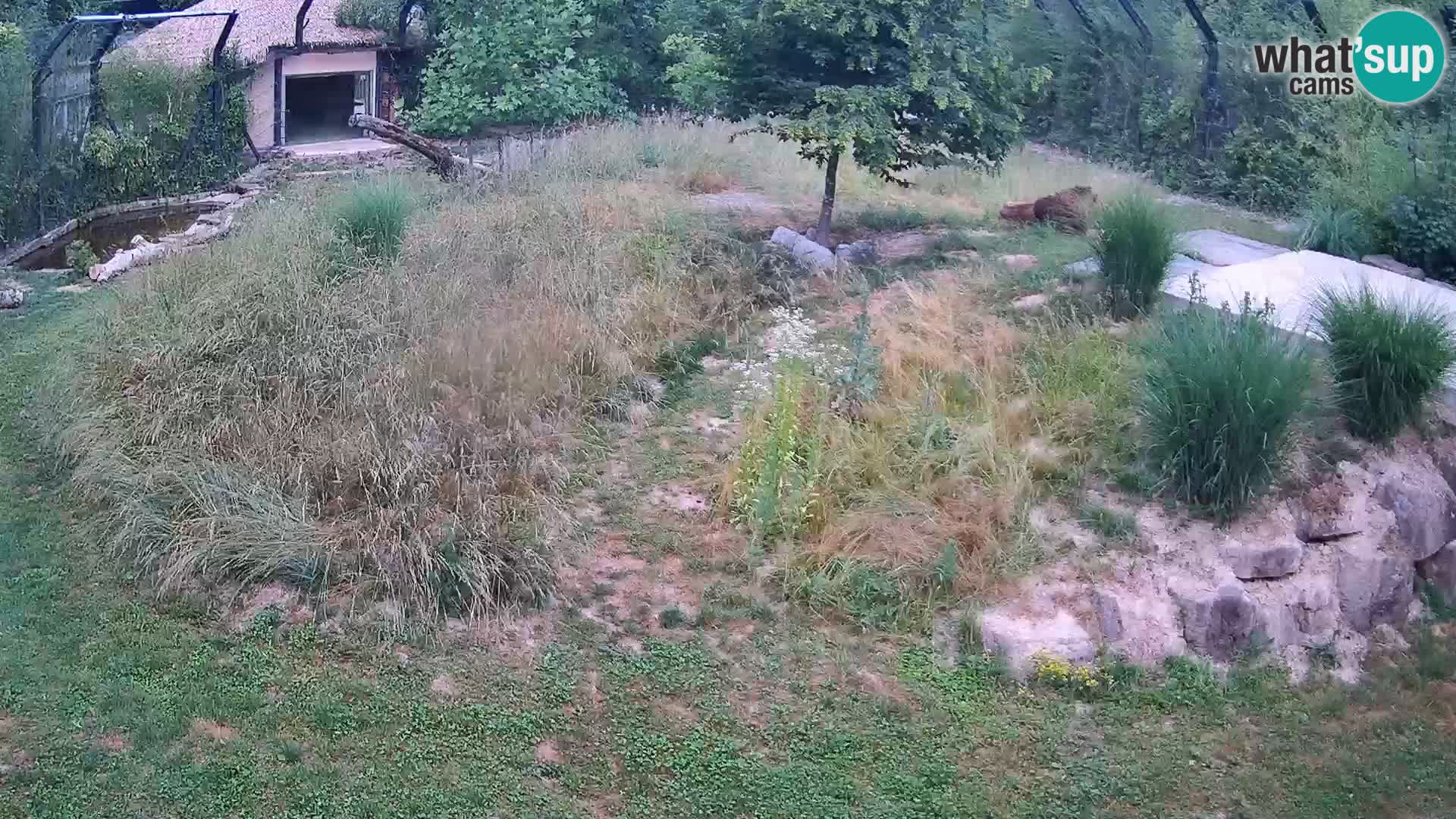 Zoo Lubiana live webcam Leoni