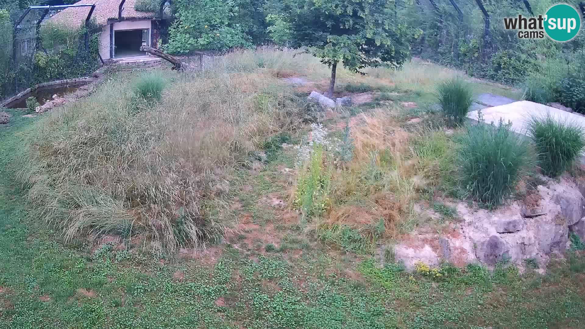 Zoo Ljubljana webcam Löwen