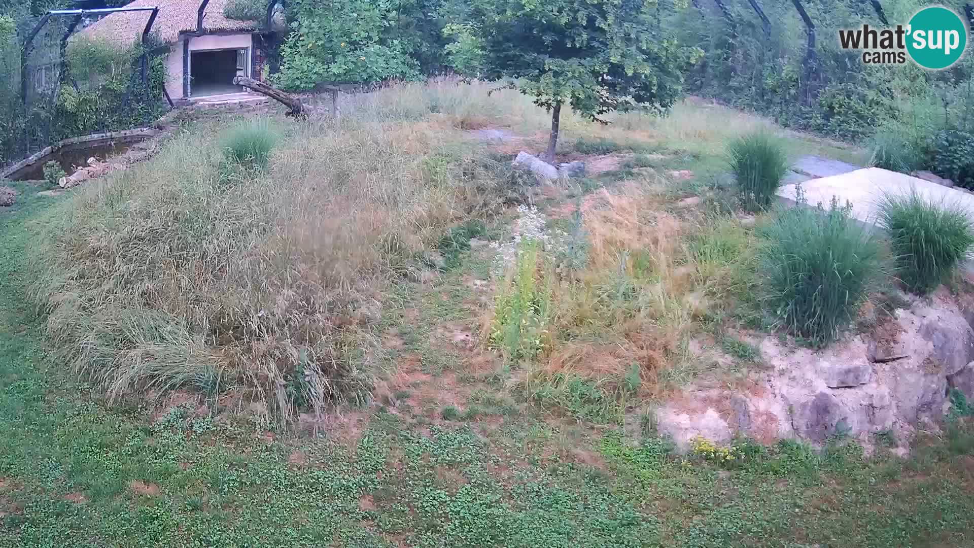 Zoo Ljubljana webcam Löwen