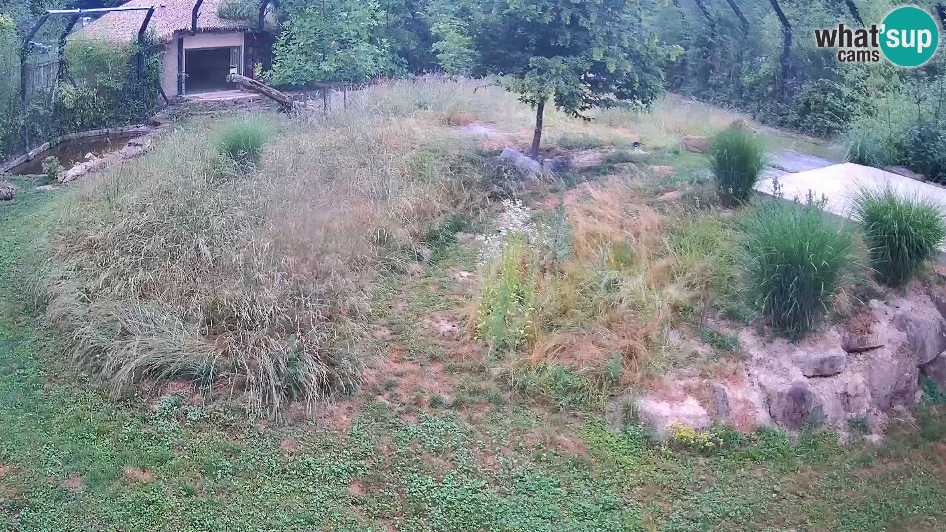 Zoo Ljubljana webcam Löwen