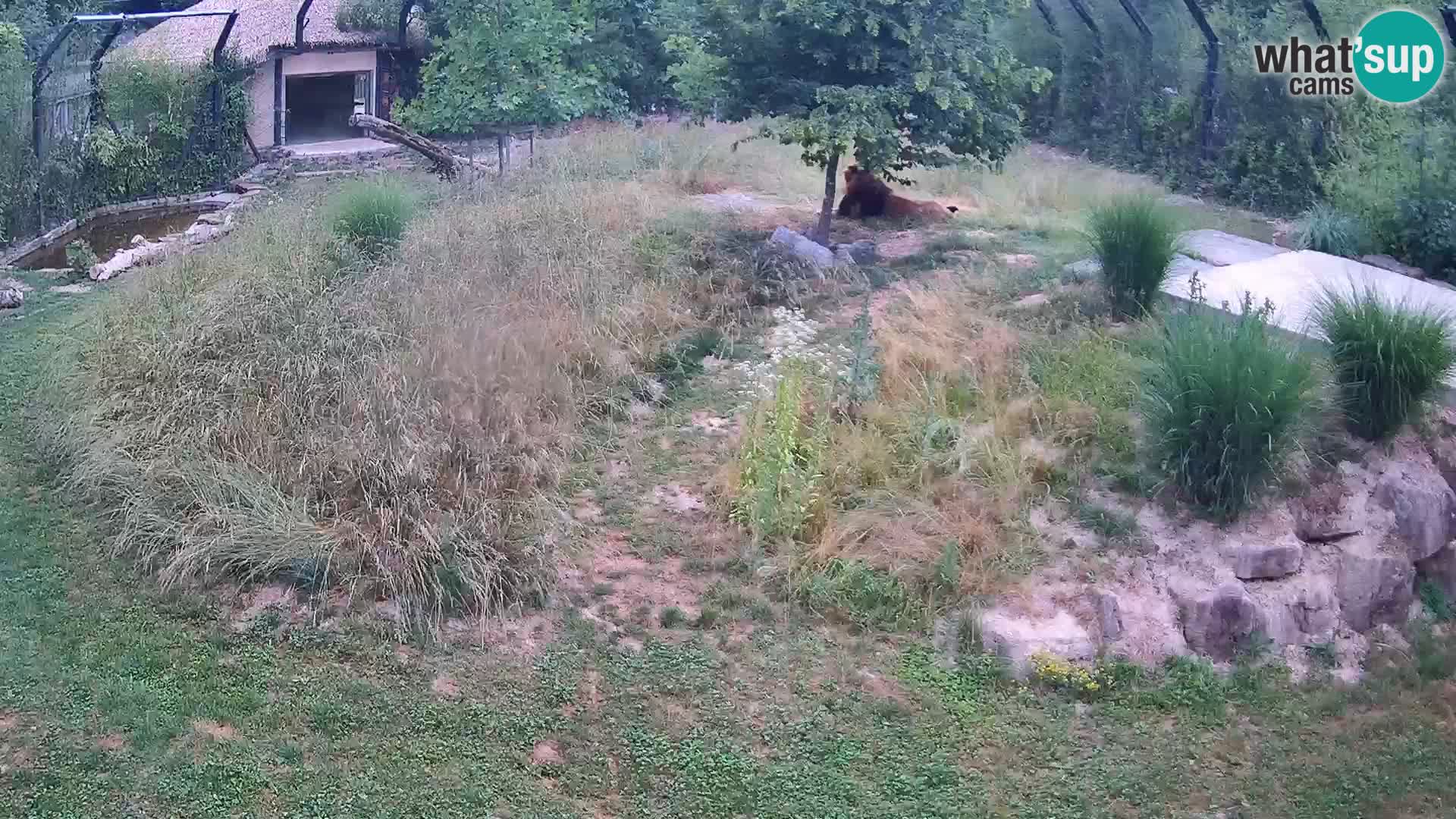 Zoo Ljubljana camera en vivo Leones
