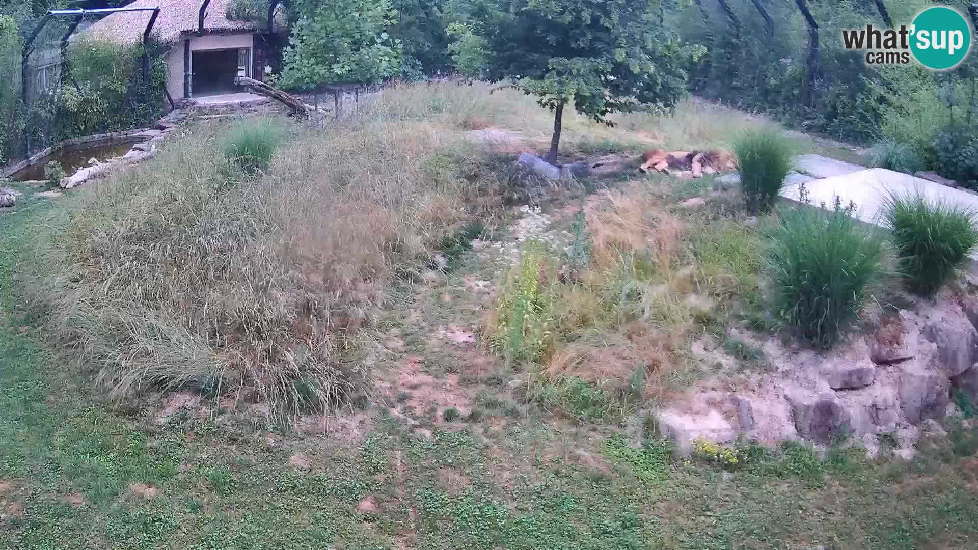Zoo Ljubljana web kamera Lavovi