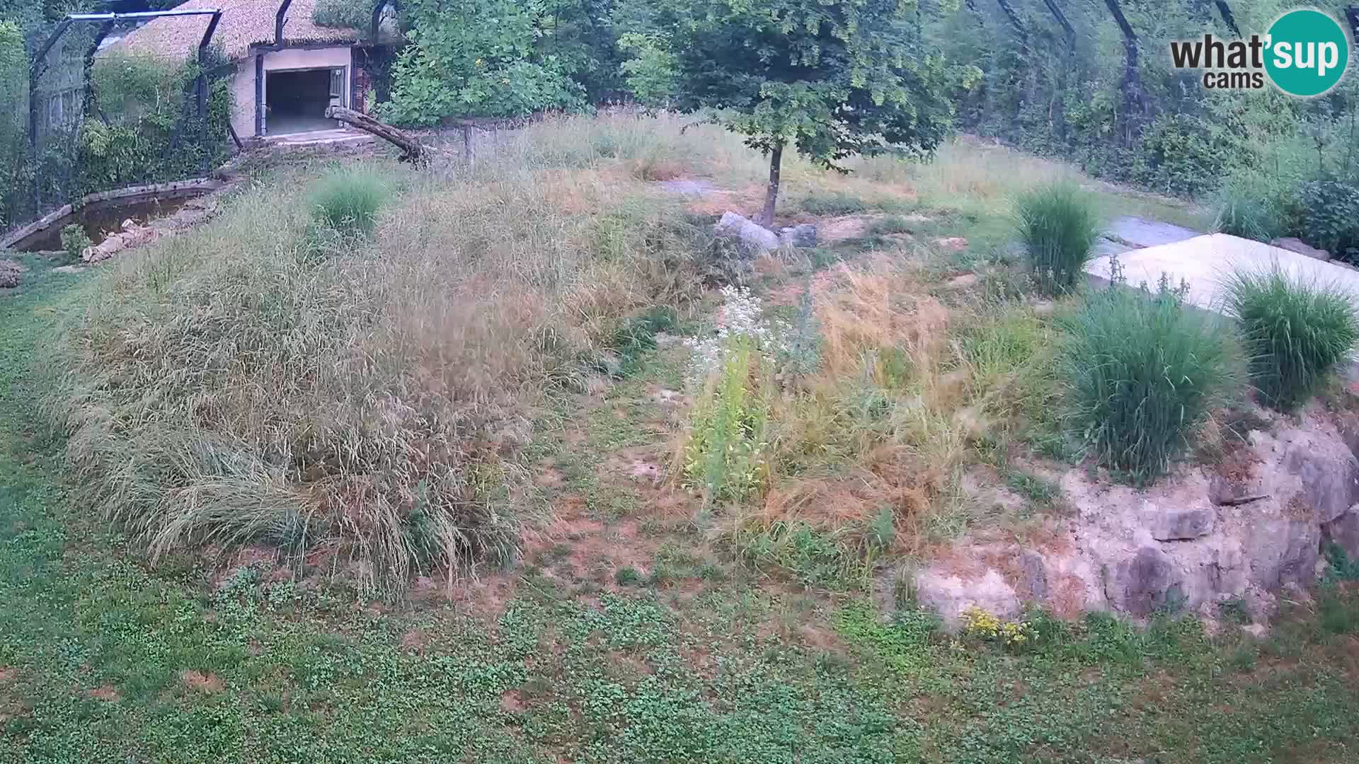 Zoo Ljubljana webcam Löwen