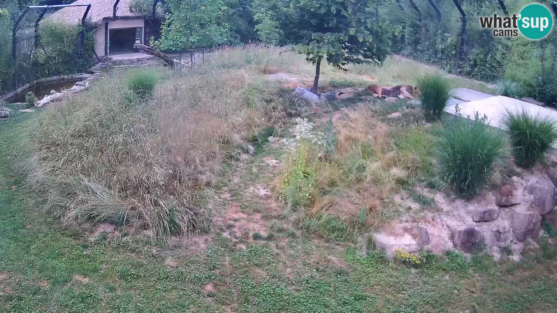 Zoo Ljubljana camera en vivo Leones
