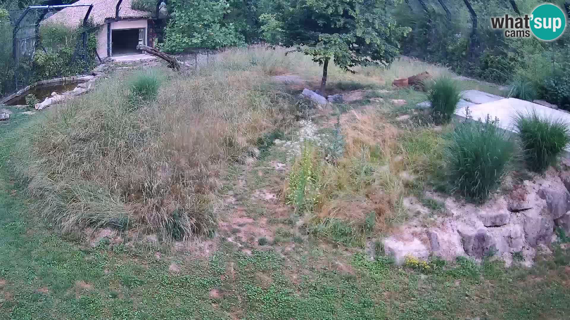 Ljubljana Zoo webcam Lion