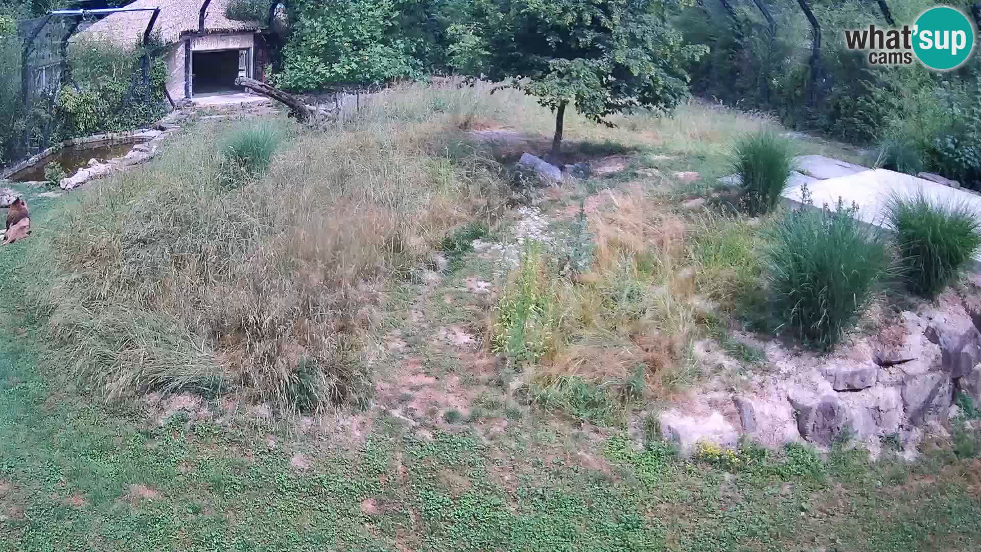 Live Ljubljana Zoo webcam Lion