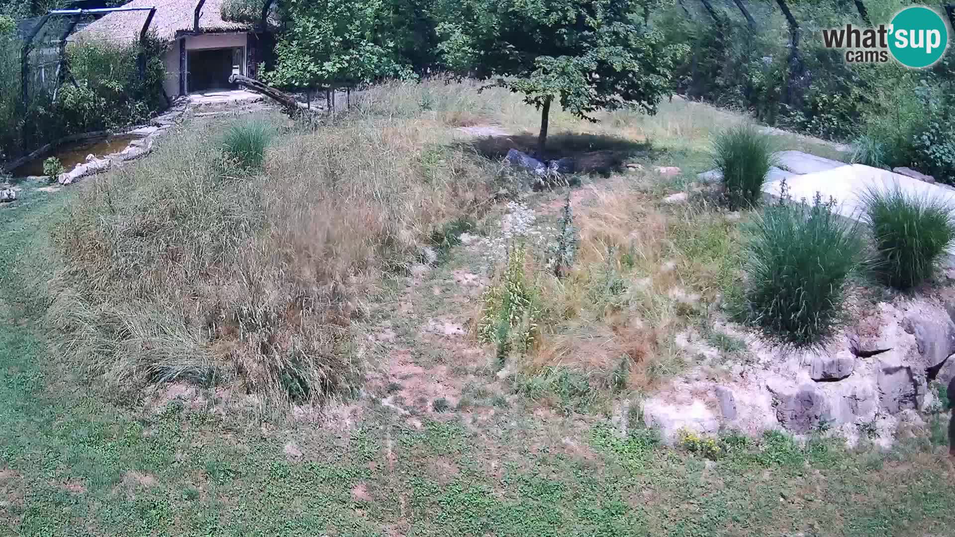 Zoo Lubiana live webcam Leoni