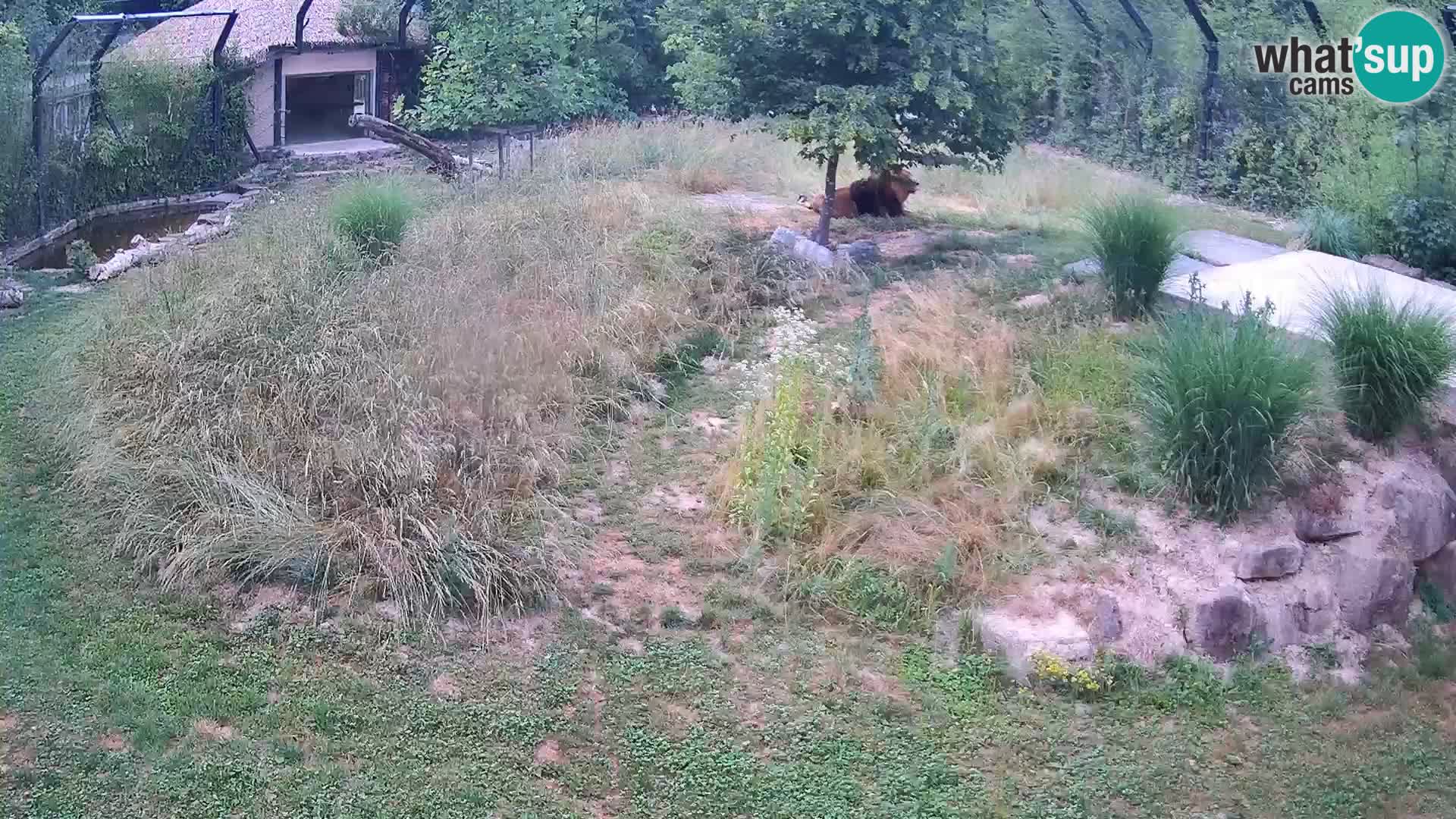Zoo Ljubljana camera en vivo Leones