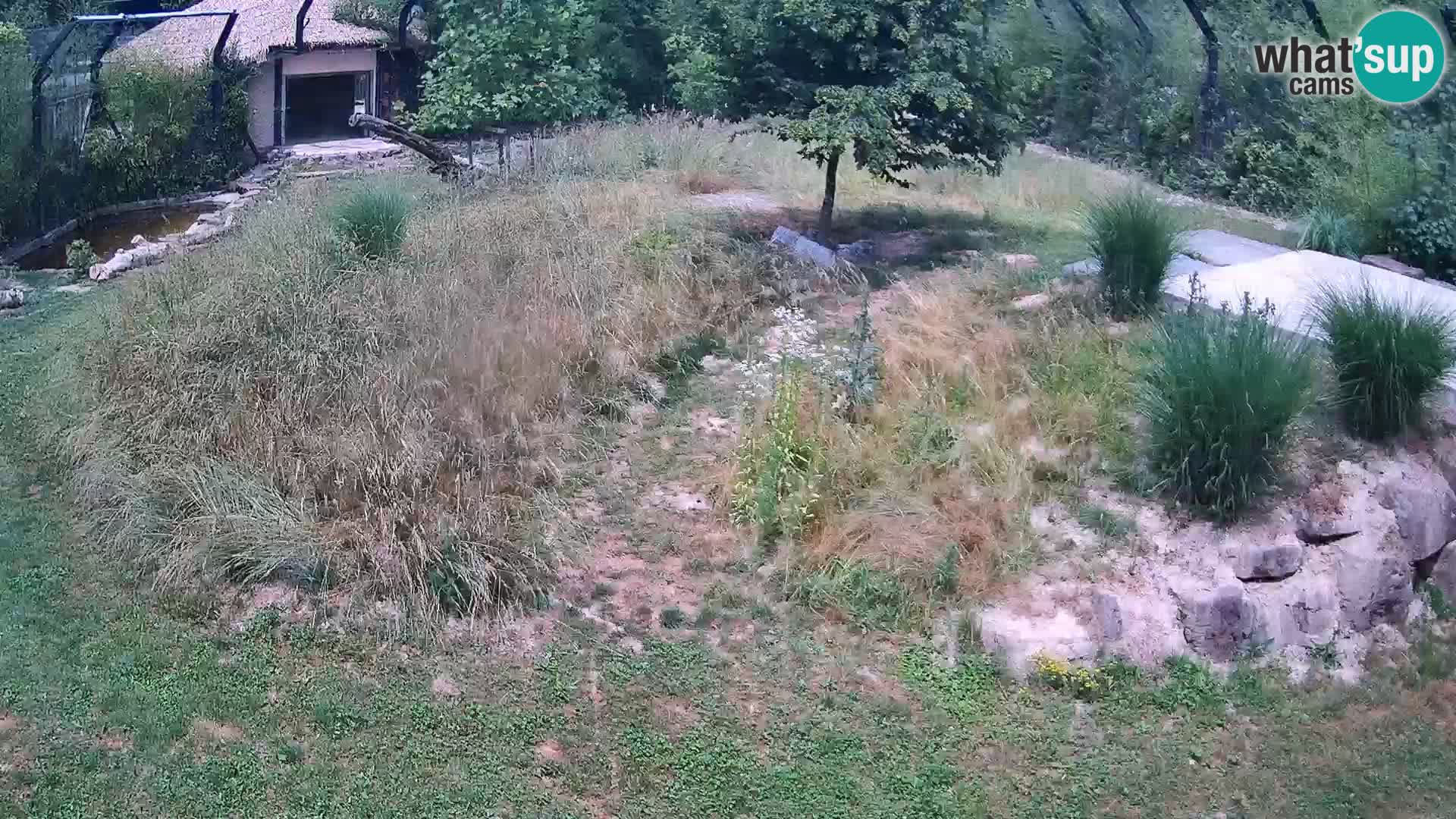 Ljubljana Zoo webcam Lion