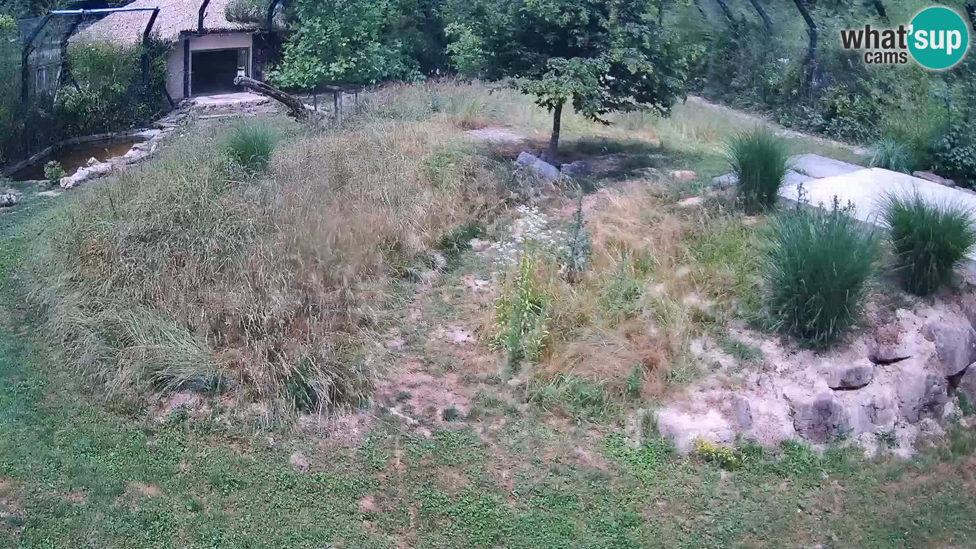 Ljubljana Zoo webcam Lion