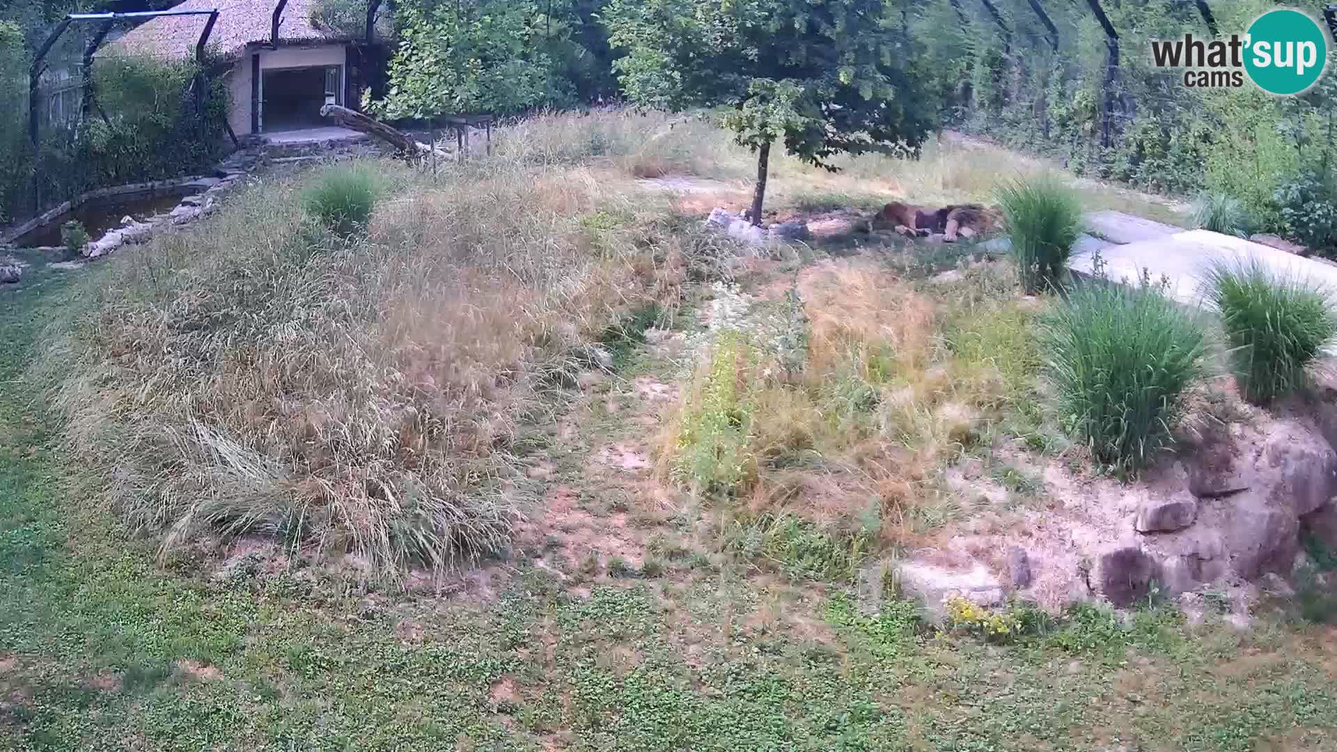 Ljubljana Zoo webcam Lion