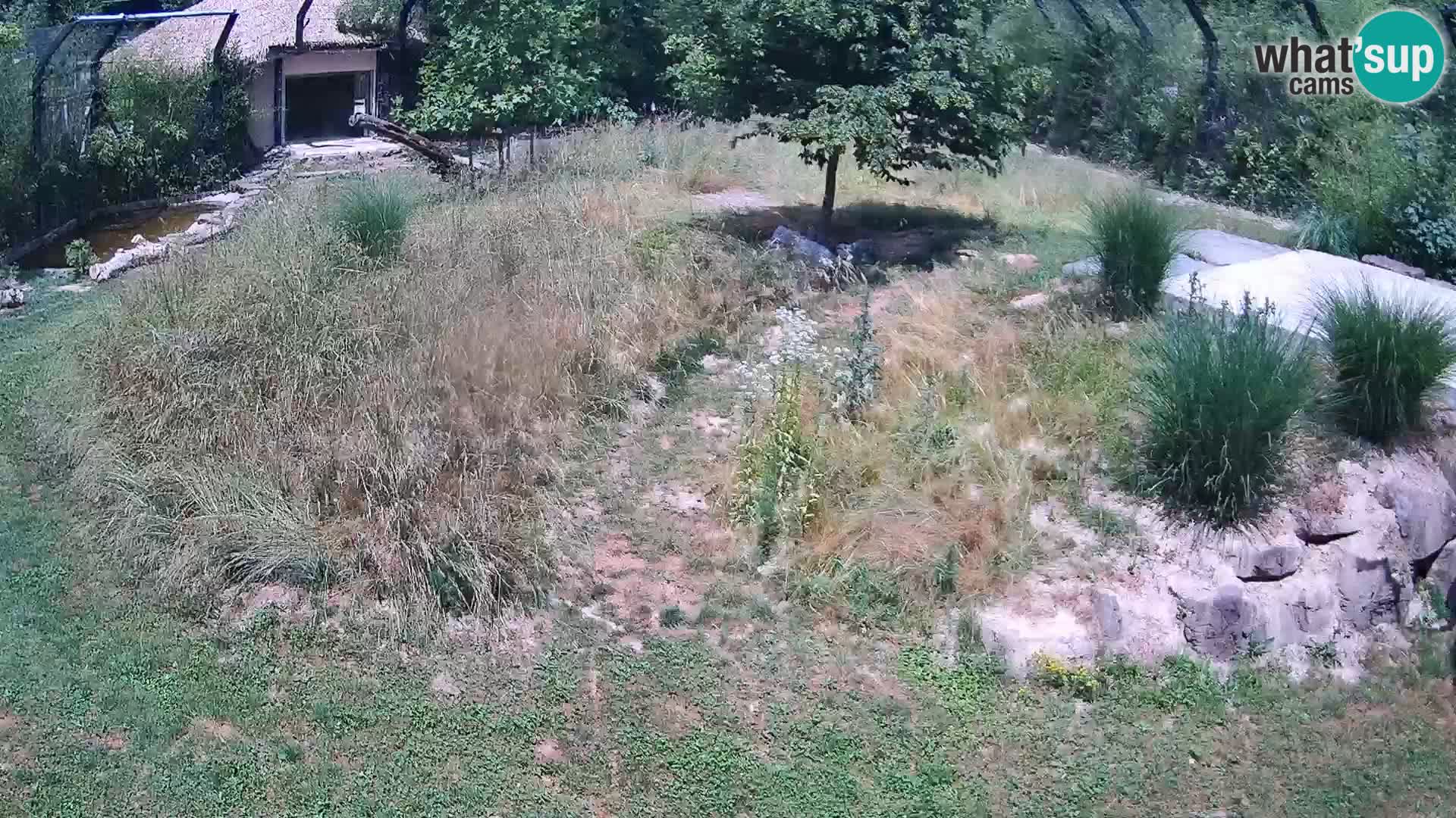 Zoo Ljubljana web kamera Lavovi