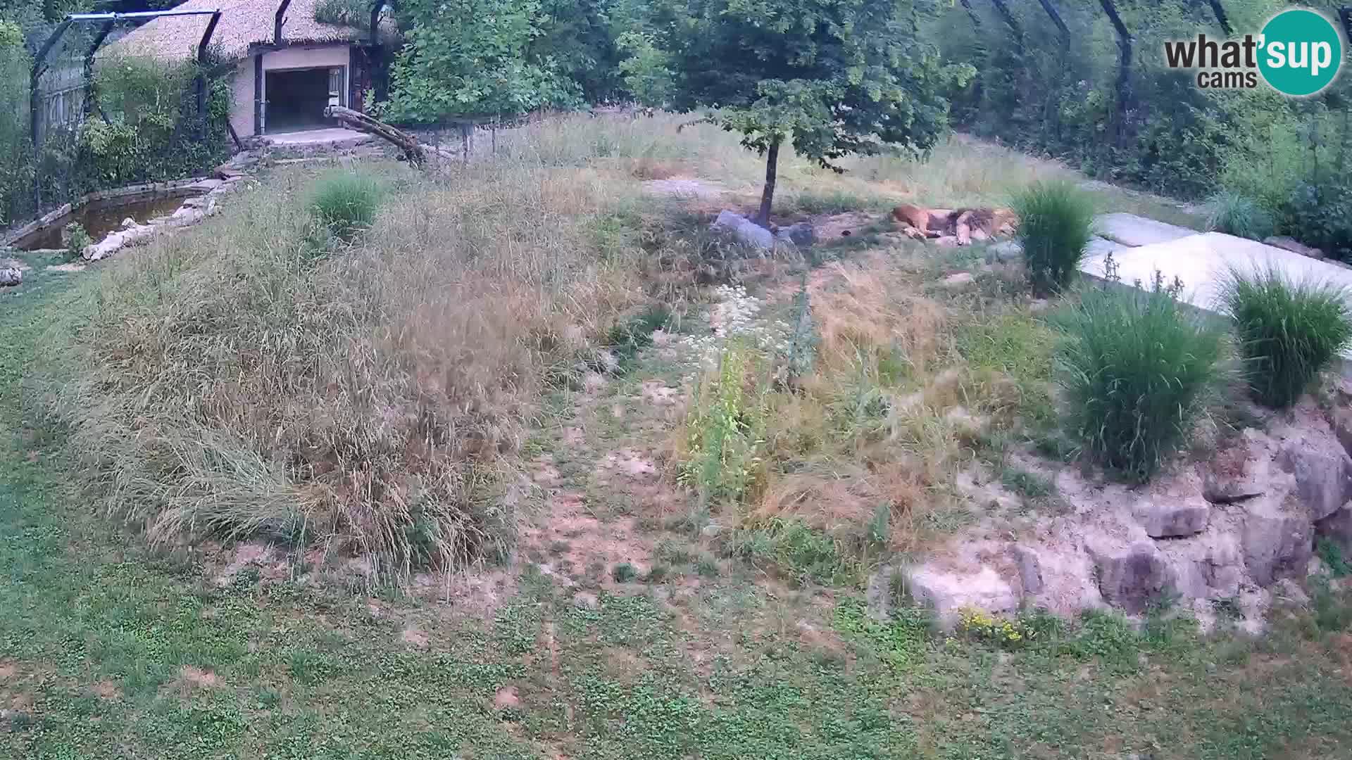 Zoo Ljubljana camera en vivo Leones