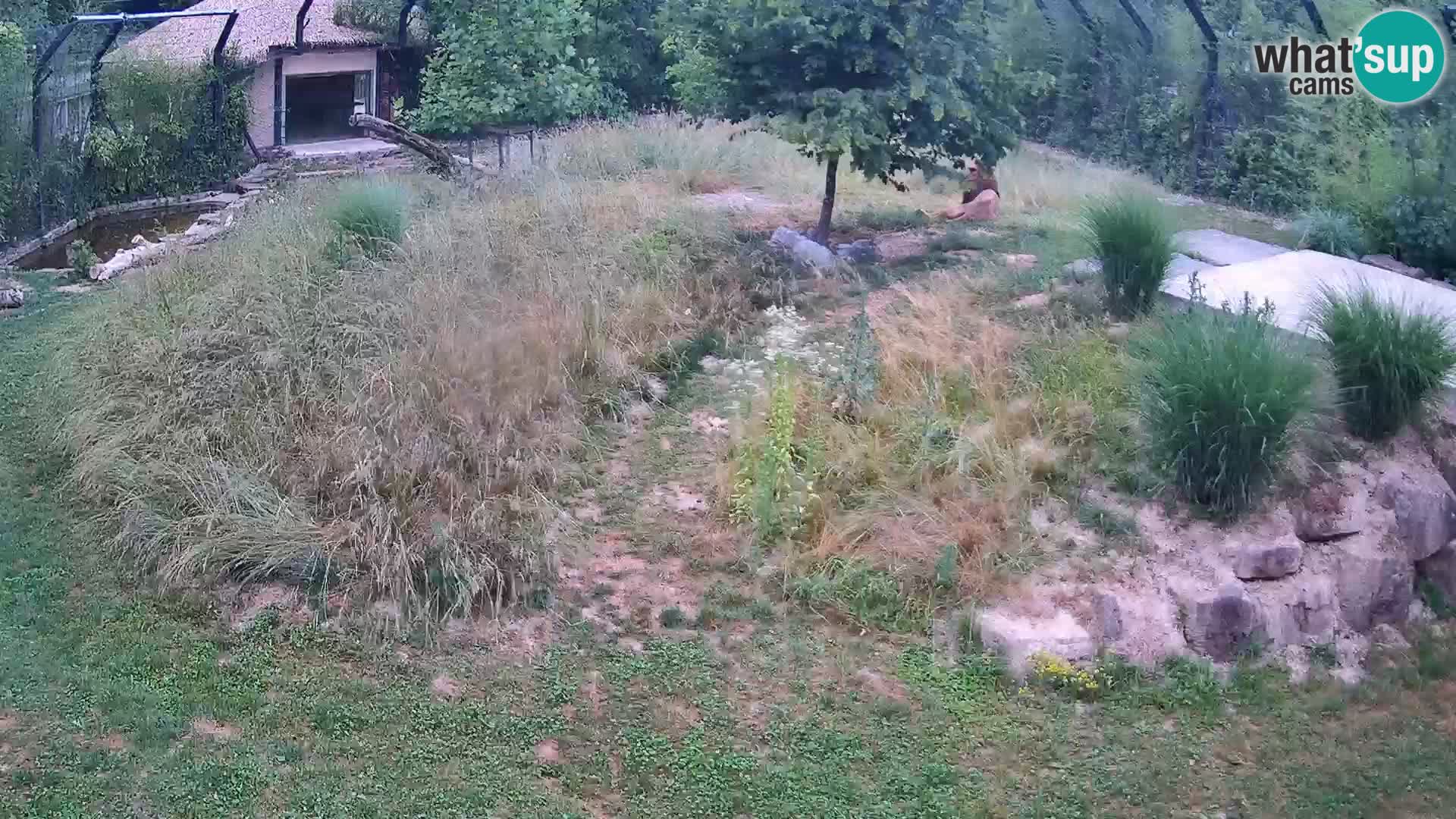 Zoo Lubiana live webcam Leoni