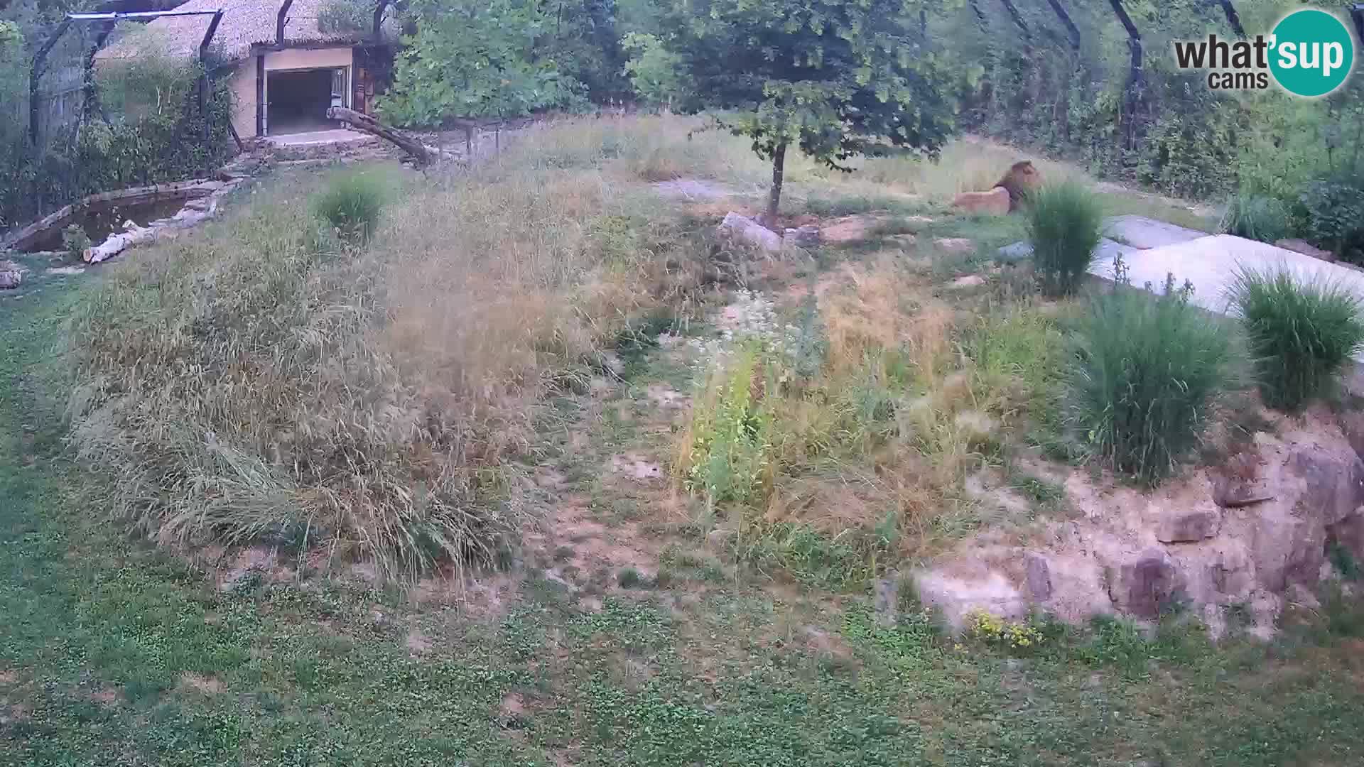 Zoo Ljubljana web kamera Lavovi