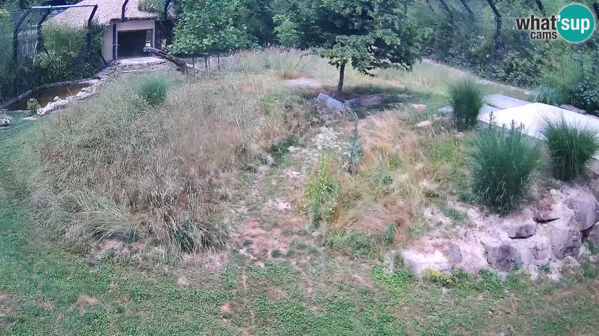 Zoo Ljubljana webcam Löwen