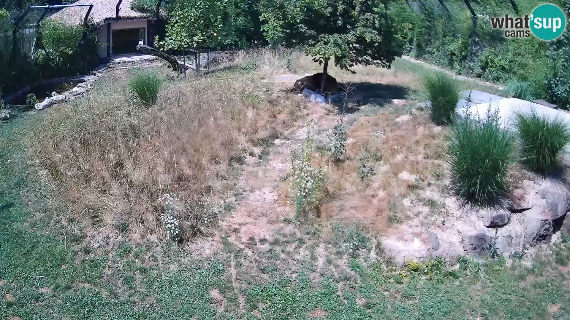 Zoo Ljubljana webcam Löwen