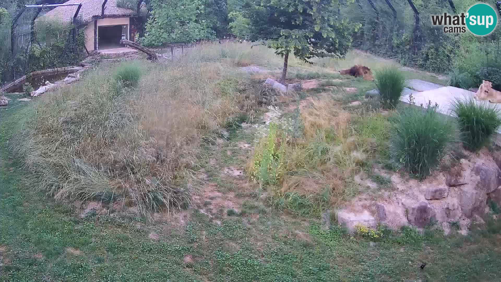 Zoo Ljubljana webcam Löwen