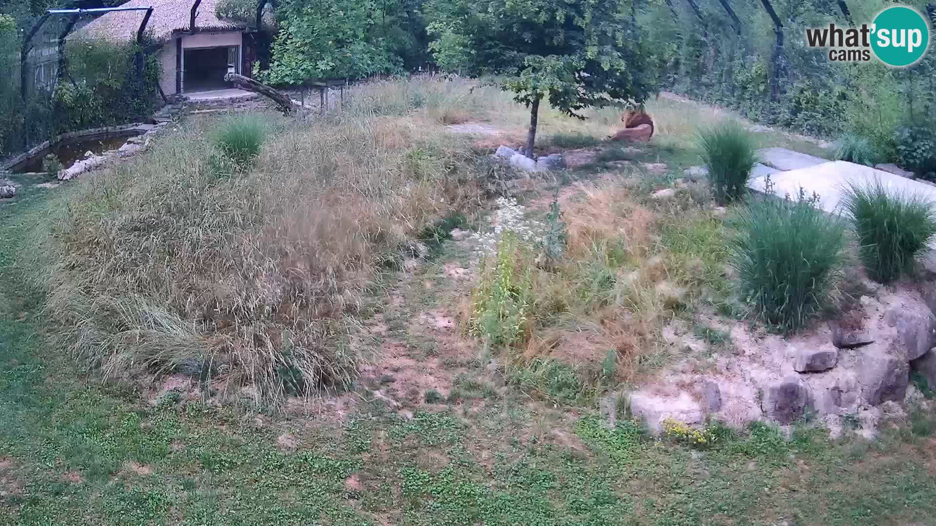Zoo Ljubljana web kamera Lavovi