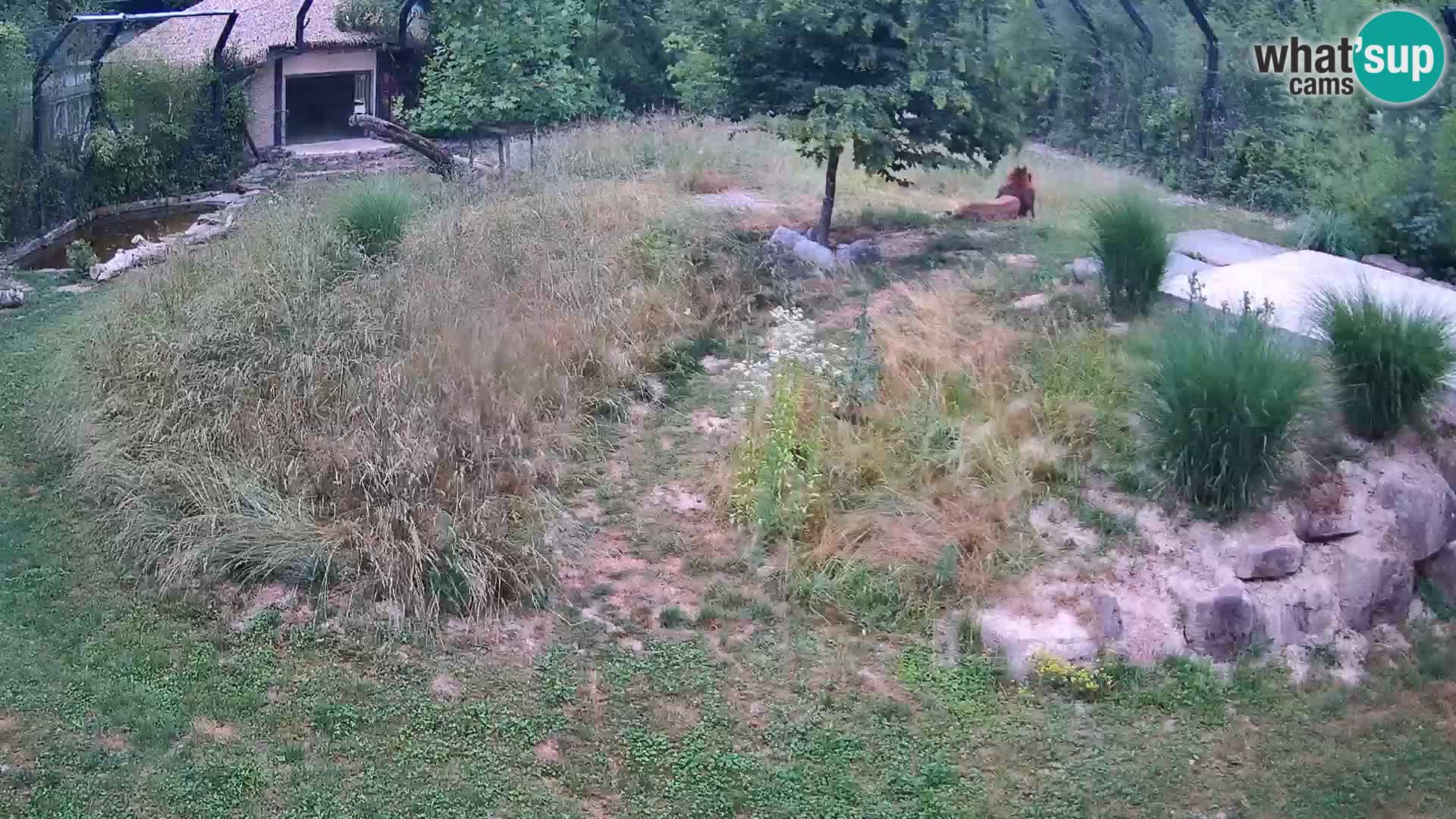 Zoo Ljubljana web kamera Lavovi