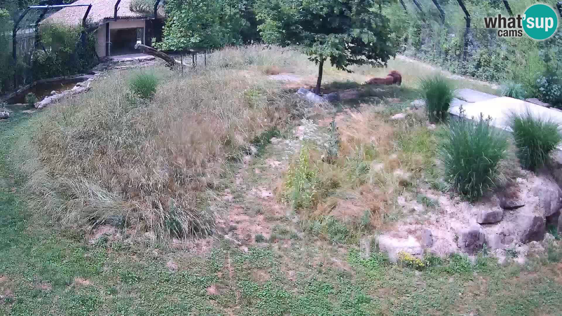 Zoo Ljubljana camera en vivo Leones