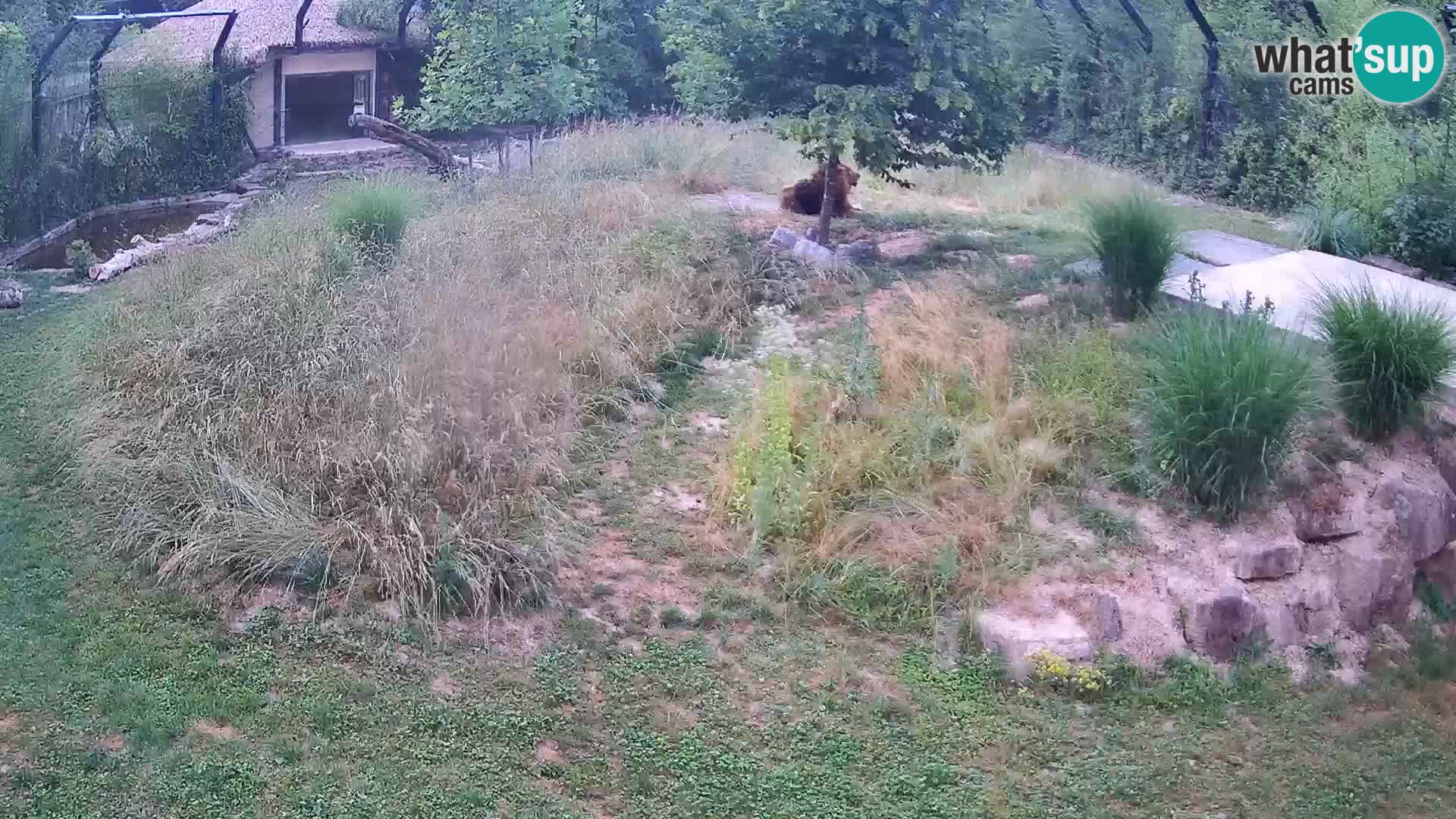 Ljubljana Zoo webcam Lion