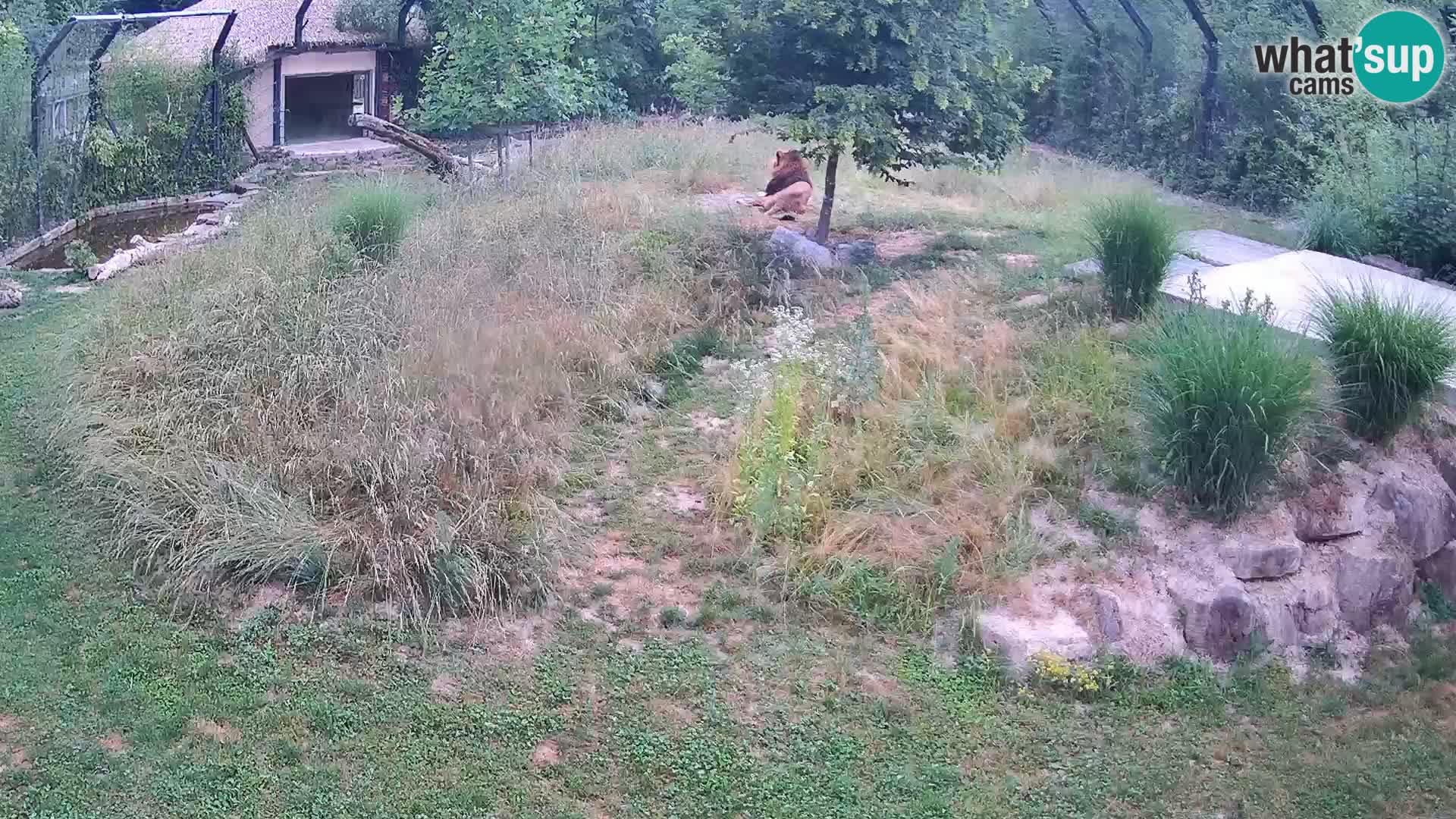 Zoo Ljubljana webcam Löwen