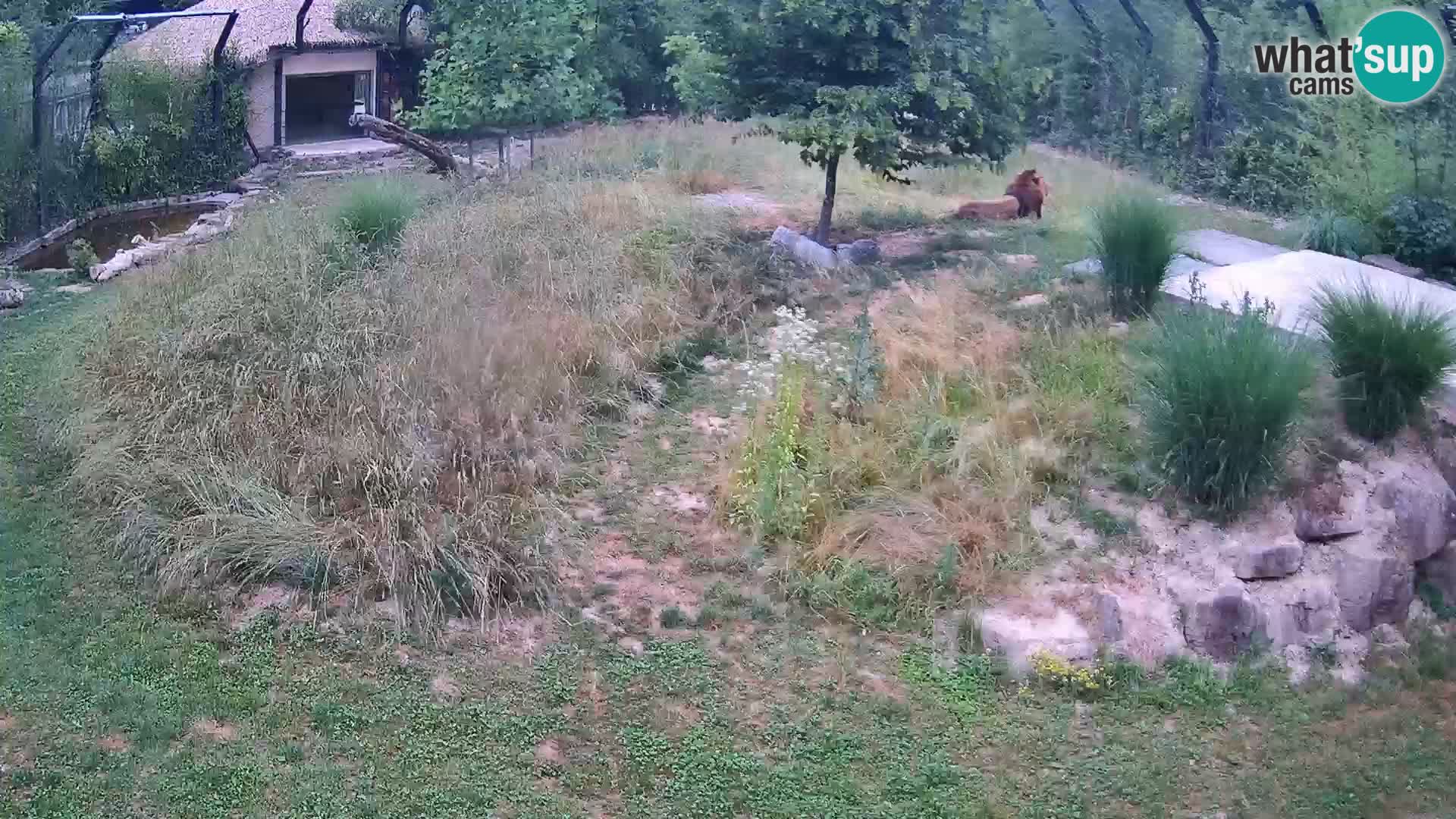 Ljubljana Zoo webcam Lion