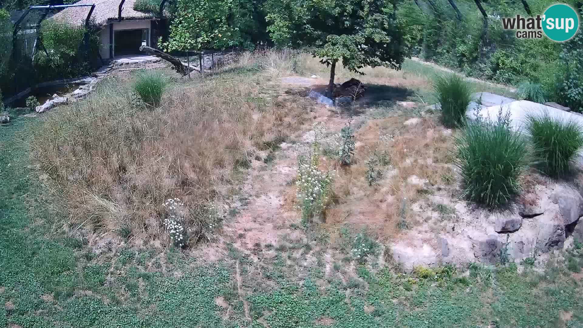 Live Ljubljana Zoo webcam Lion