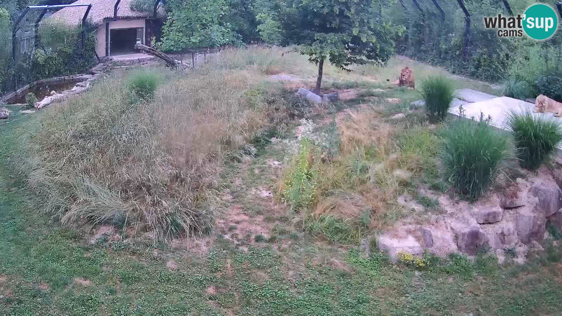 Zoo Ljubljana webcam Löwen