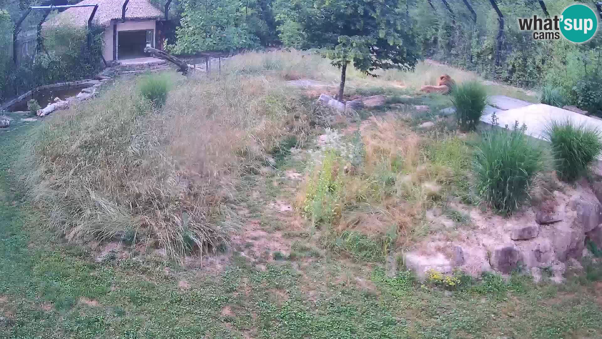 Zoo Ljubljana camera en vivo Leones