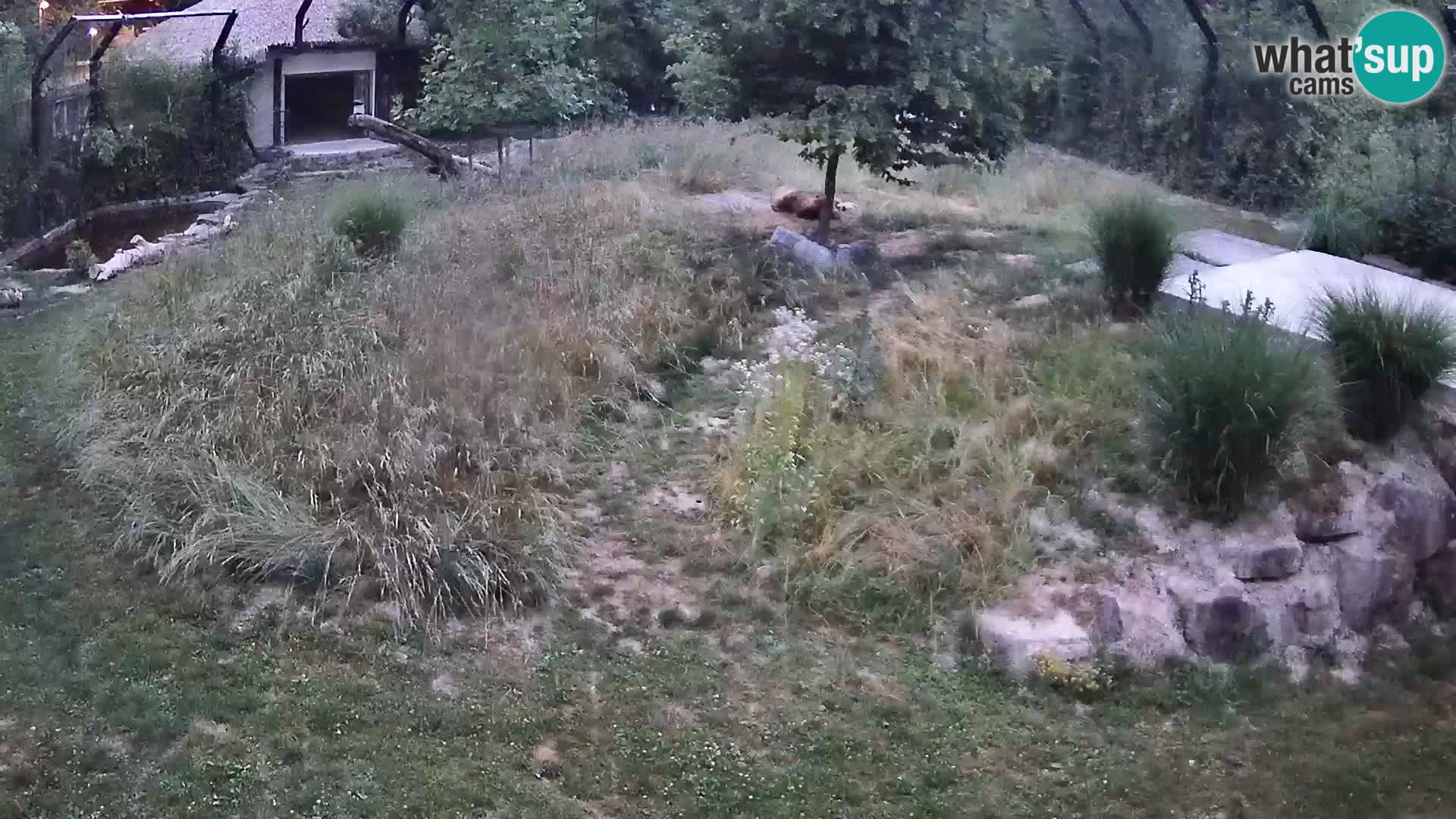 Zoo Ljubljana camera en vivo Leones