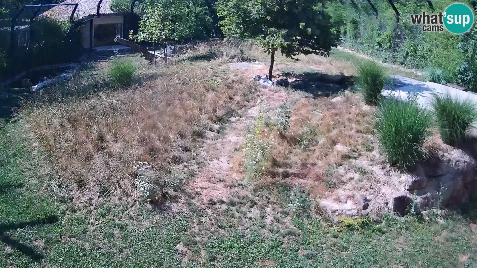 Live Ljubljana Zoo webcam Lion