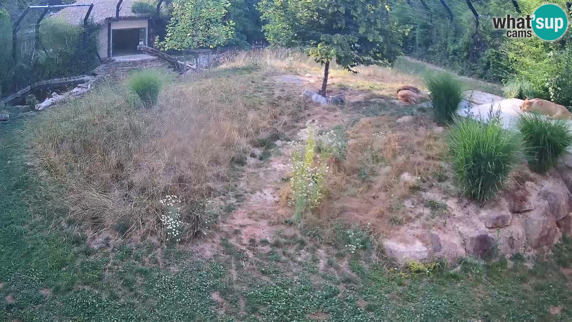 Zoo Ljubljana web kamera Lavovi