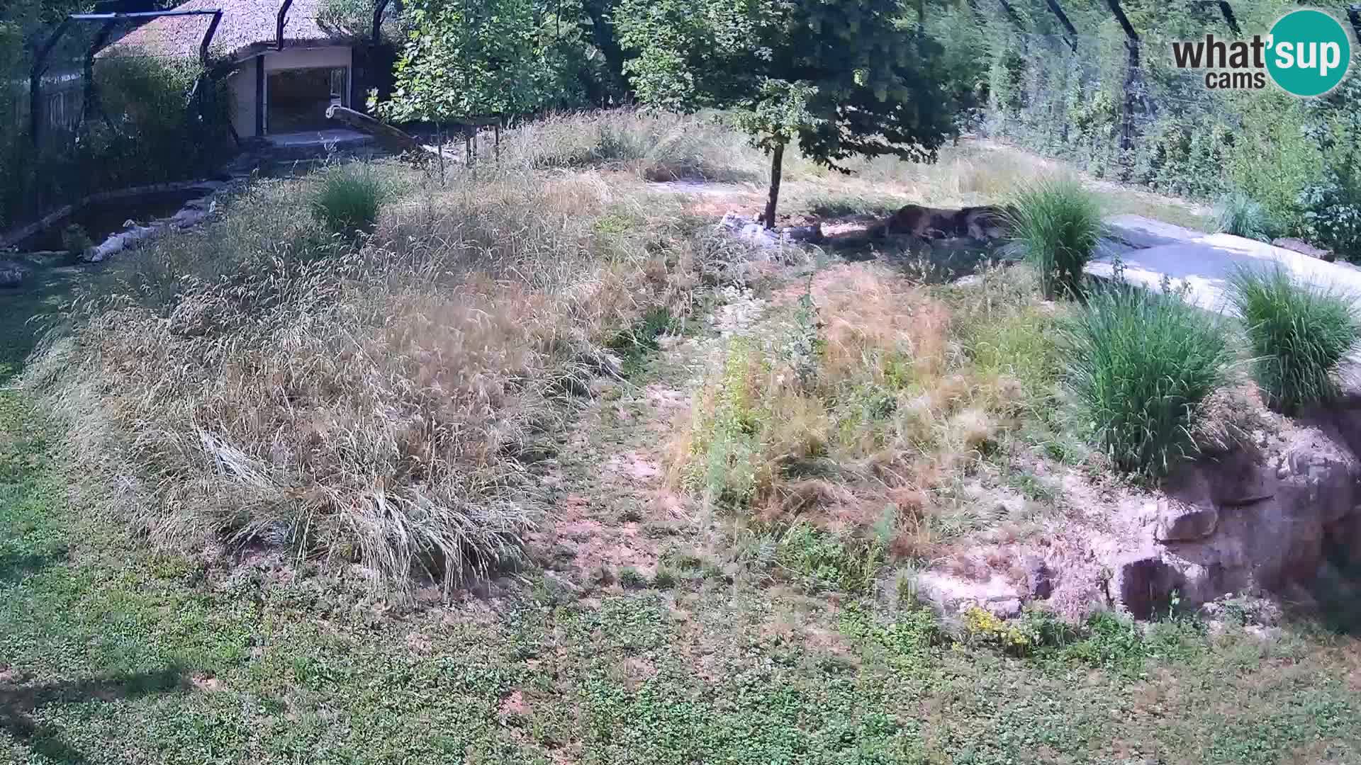 Zoo Lubiana live webcam Leoni