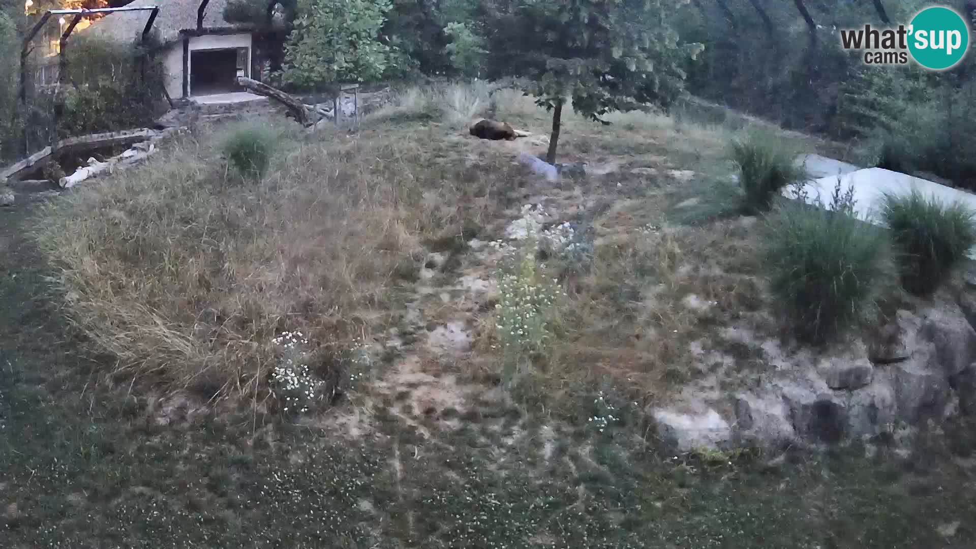 Live Ljubljana Zoo webcam Lion