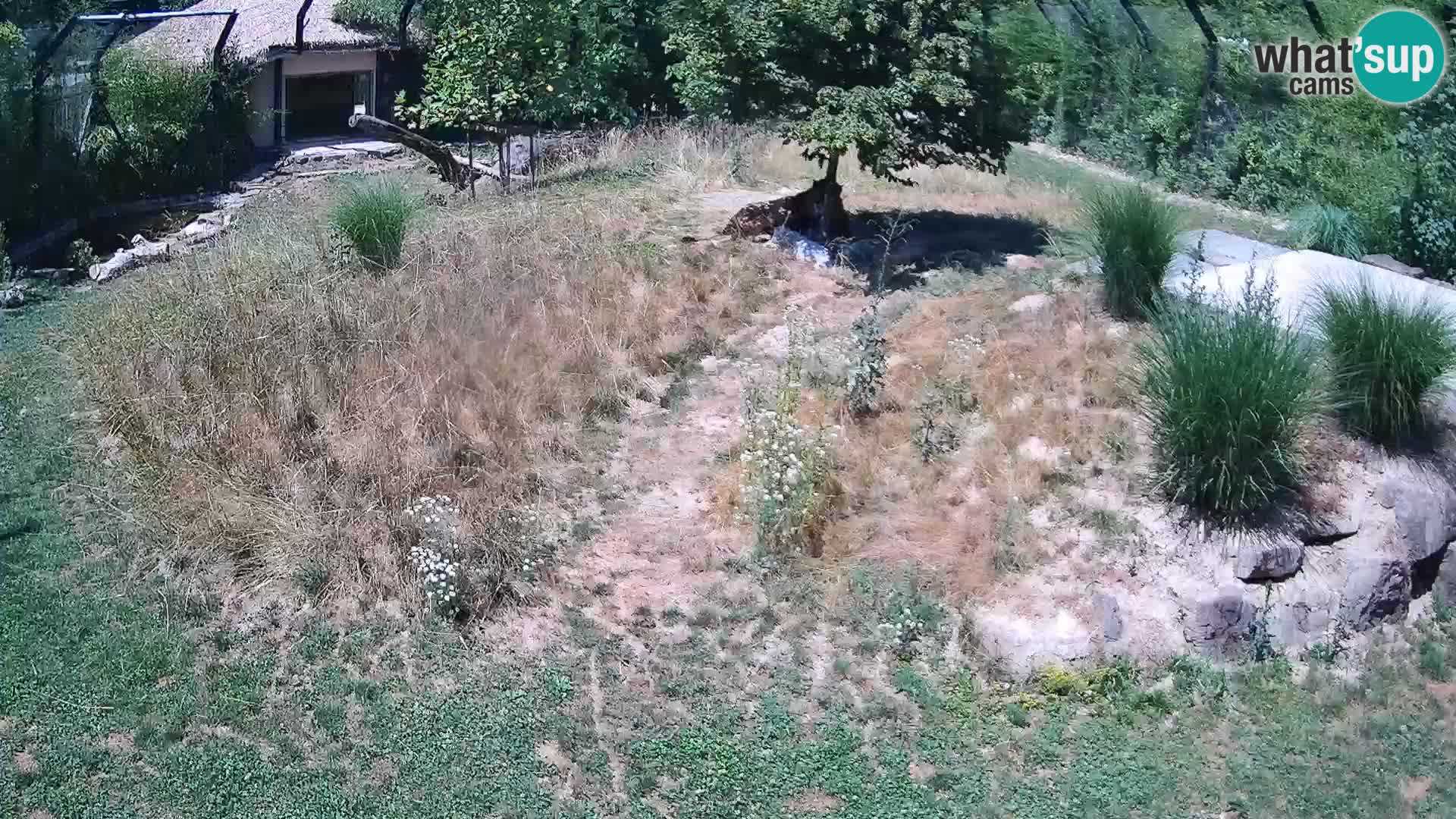 Live Ljubljana Zoo webcam Lion