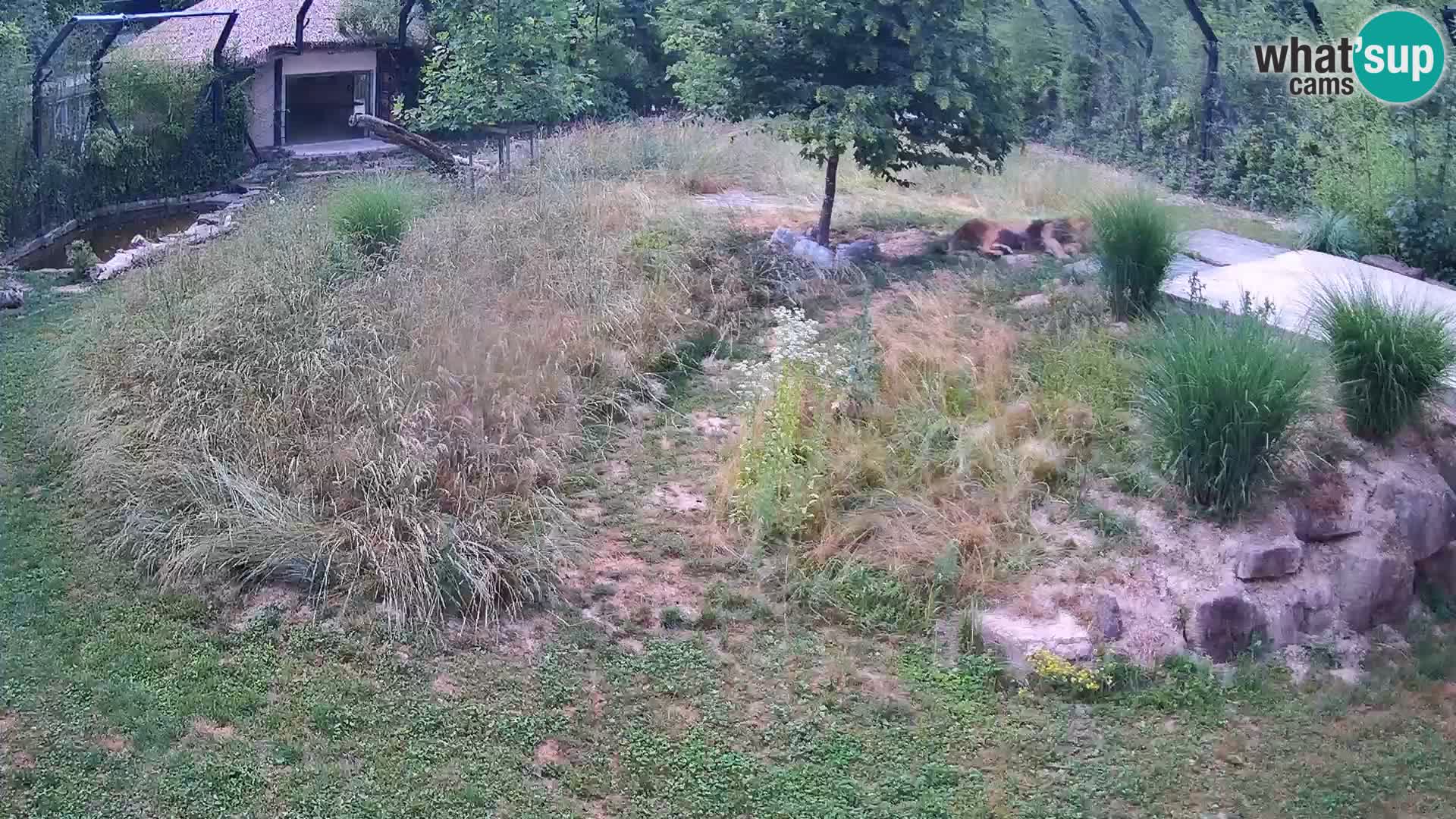 Zoo Ljubljana web kamera Lavovi