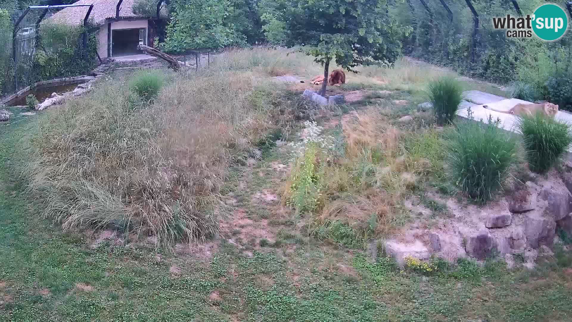 Zoo Ljubljana webcam Löwen