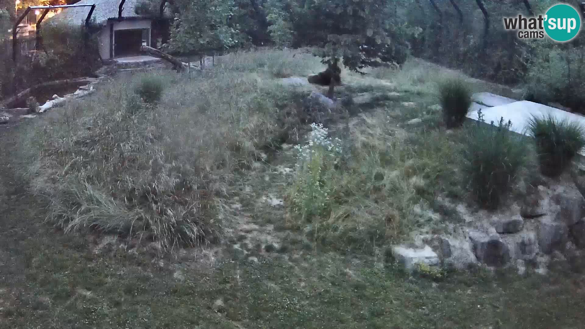Ljubljana Zoo webcam Lion