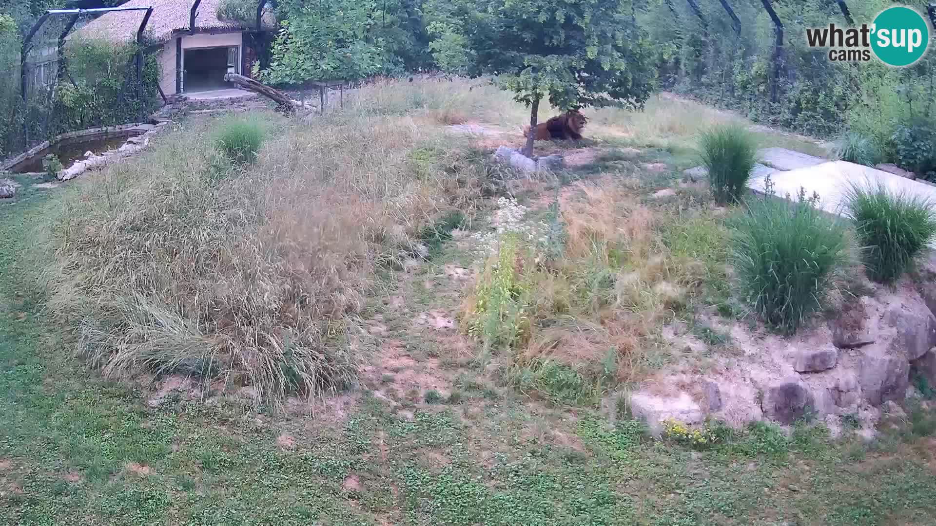 Live Ljubljana Zoo webcam Lion