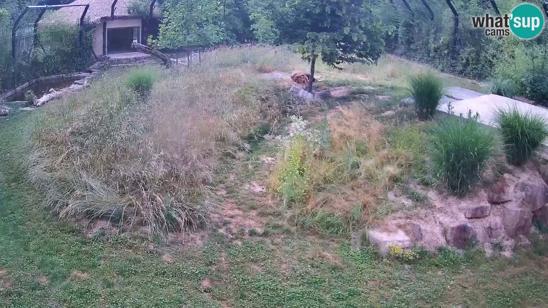 Zoo Ljubljana camera en vivo Leones