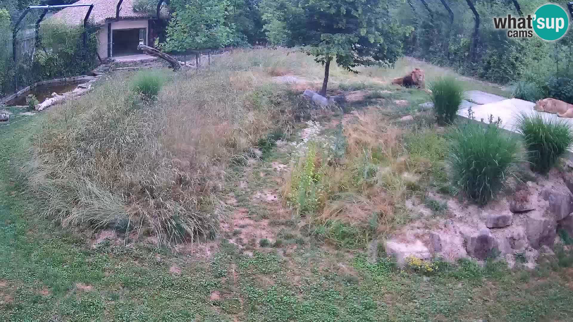 Zoo Ljubljana web kamera Lavovi